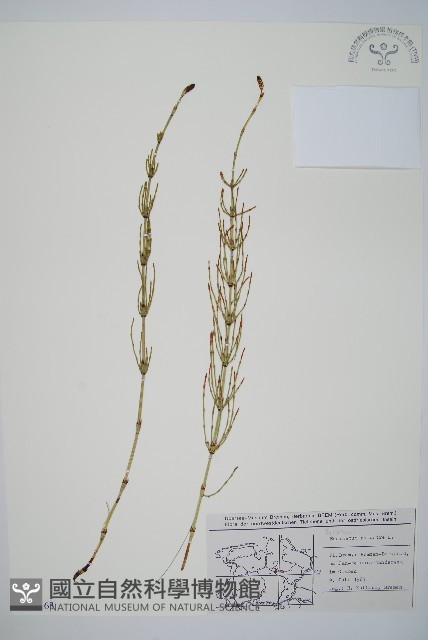 登錄號:P008163藏品圖，第1張