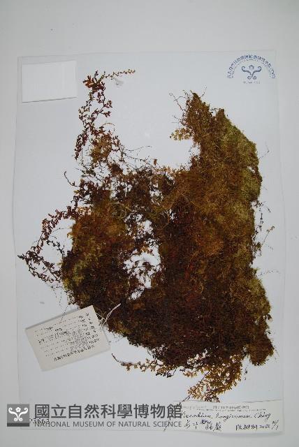 長葉蕗蕨藏品圖，第1張