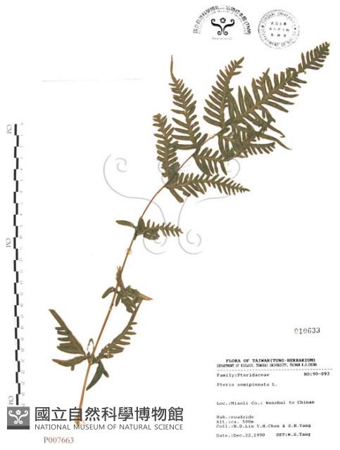 半邊羽裂鳳尾蕨藏品圖，第1張