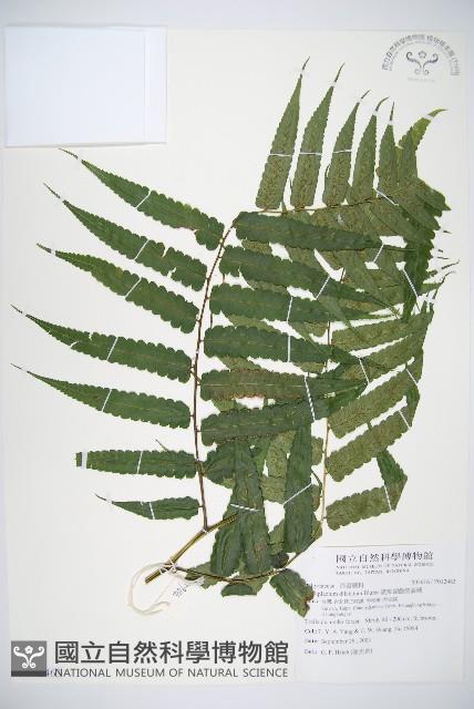 廣葉鋸齒雙蓋蕨藏品圖，第1張