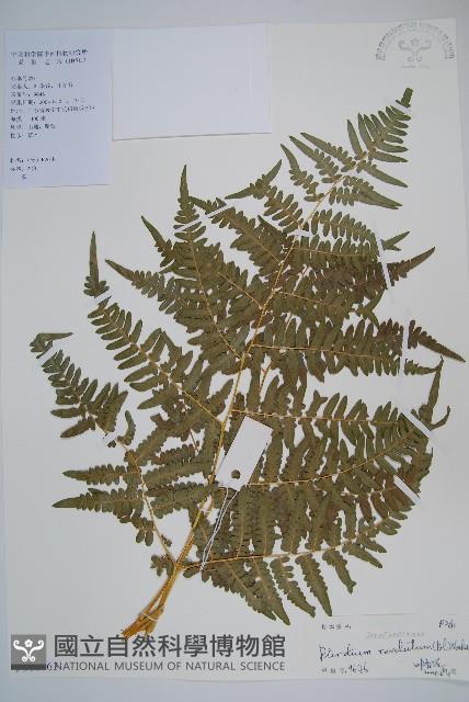 密毛蕨、巒大蕨藏品圖，第1張