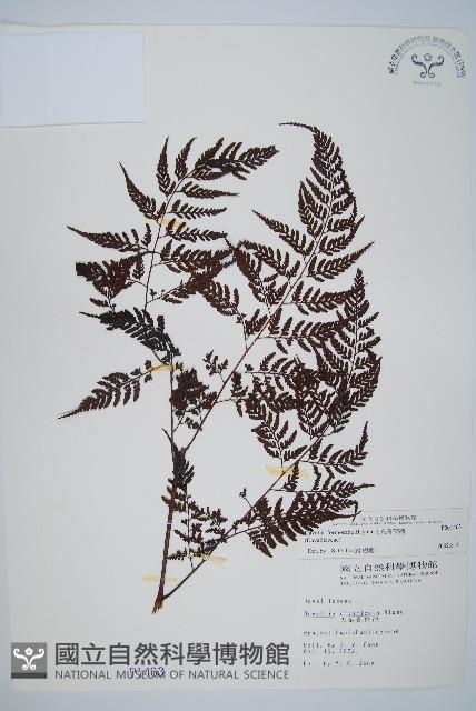 大葉骨碎補、台灣骨碎補、骨碎補藏品圖，第1張