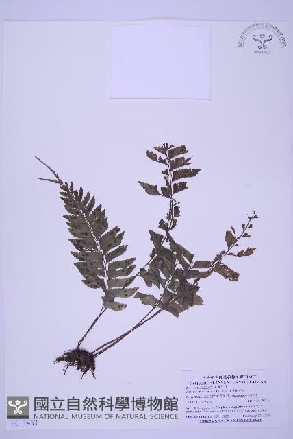 綠柄剪葉鐵角蕨藏品圖，第1張