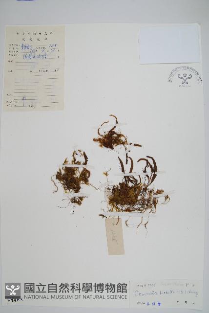 紅毛禾葉蕨藏品圖，第1張