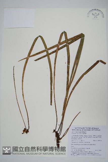 書帶蕨藏品圖，第1張