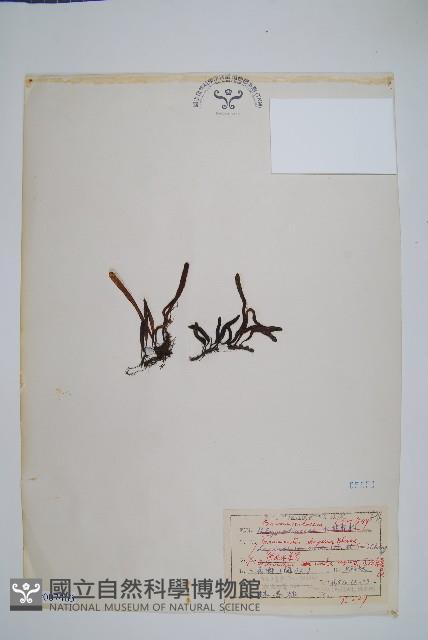 登錄號:P007463藏品圖，第1張