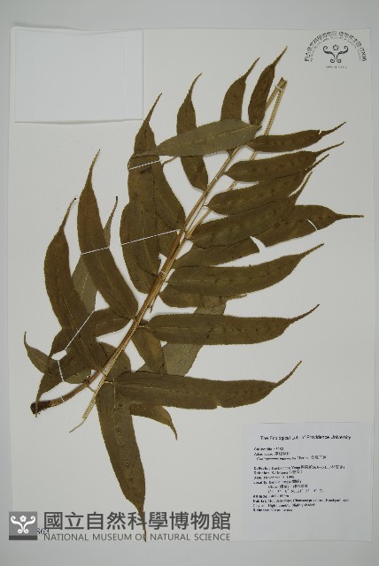 華鳳丫蕨藏品圖，第1張