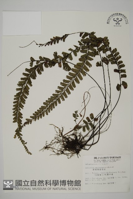 馬來鐵線蕨藏品圖，第1張
