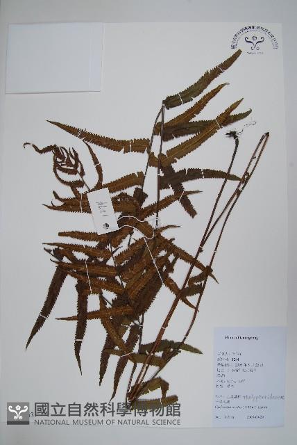 擬毛蕨藏品圖，第1張