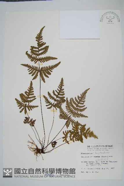 深山粉背蕨藏品圖，第1張