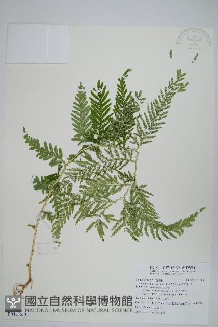 全緣卷柏藏品圖，第1張