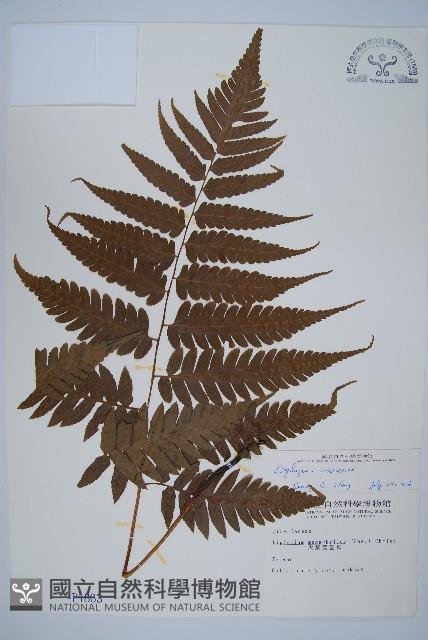 刺柄雙蓋蕨藏品圖，第1張