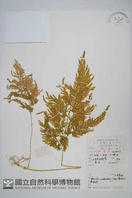 江南卷柏藏品圖，第1張