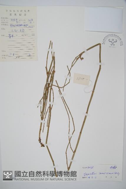 木賊藏品圖，第1張