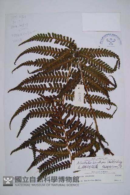 毛腳短腸蕨藏品圖，第1張