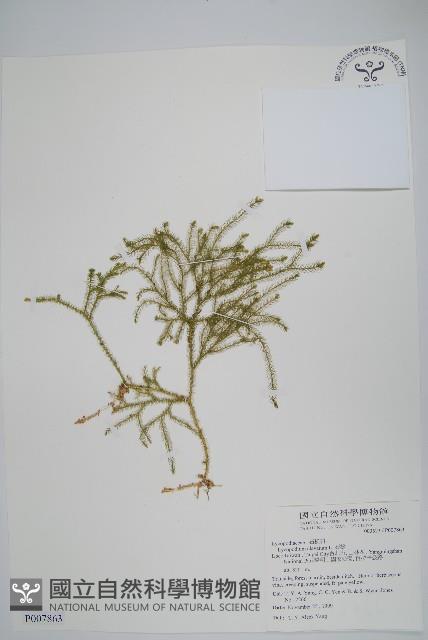 石松藏品圖，第1張