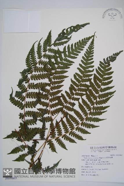 奄美雙蓋蕨藏品圖，第1張