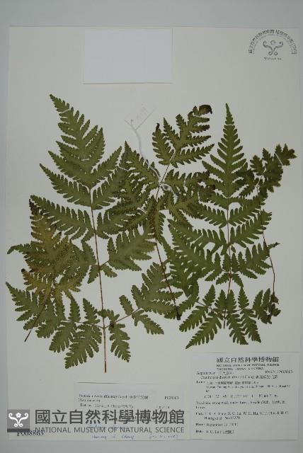 薄葉三叉蕨藏品圖，第1張