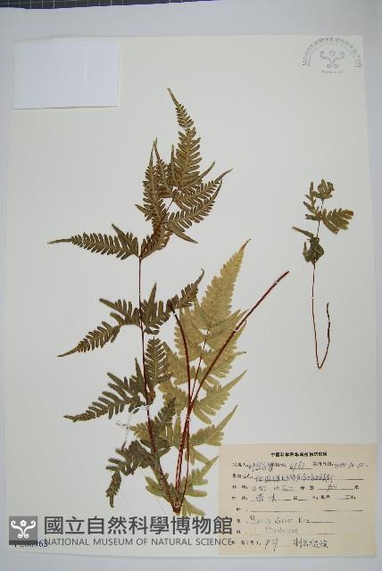 天草鳳尾蕨藏品圖，第1張