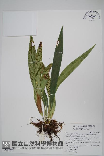 蘭嶼車前蕨藏品圖，第1張