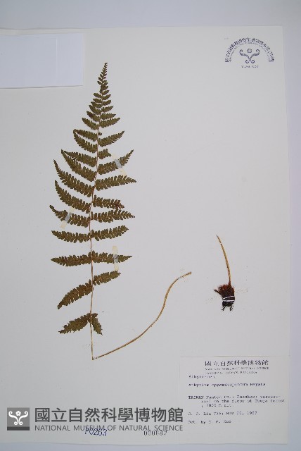 對生蹄蓋蕨藏品圖，第1張