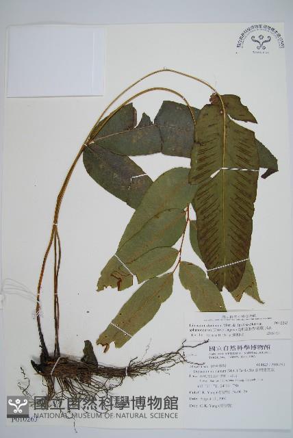 隱脈細柄雙蓋蕨藏品圖，第1張