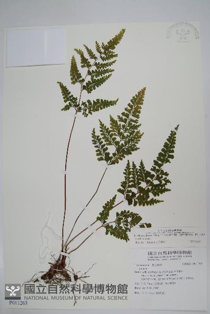 闊片鱗始蕨、錢氏鱗始蕨藏品圖，第1張