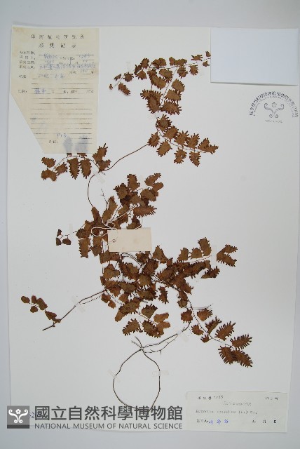 小葉海金沙藏品圖，第1張