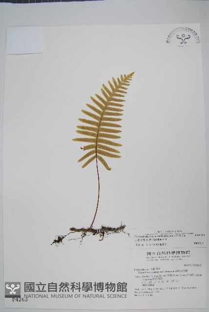 大葉水龍骨藏品圖，第1張