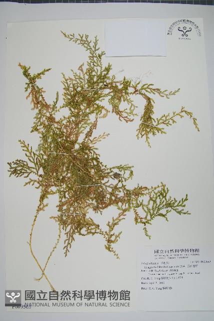 玉山卷柏藏品圖，第1張