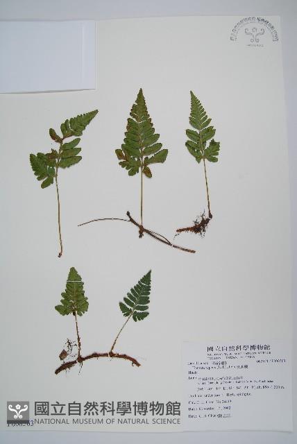 陰石蕨藏品圖，第1張