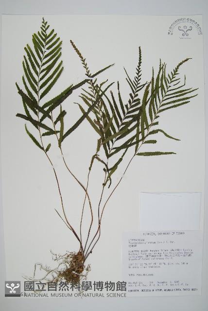 達邊蕨藏品圖，第1張