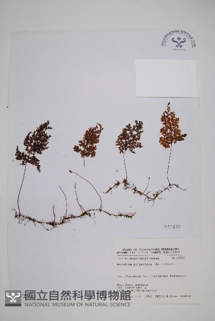 Accession Number:P007263 Collection Image, Figure 1, Total 2 Figures