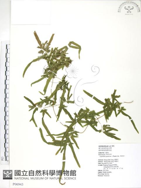 海金沙藏品圖，第1張