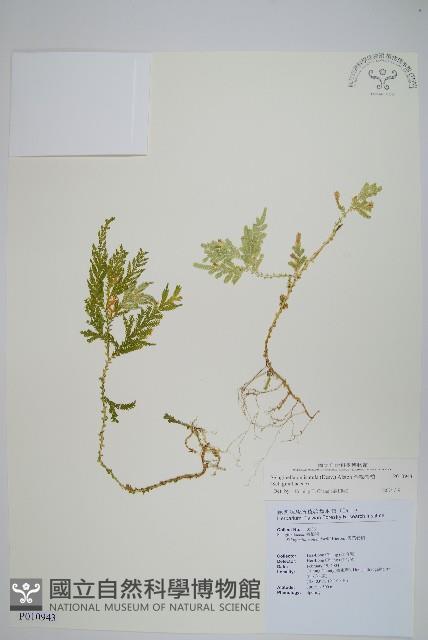 全緣卷柏藏品圖，第1張