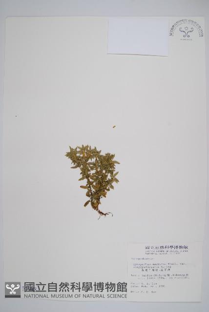 長柄千層塔藏品圖，第1張