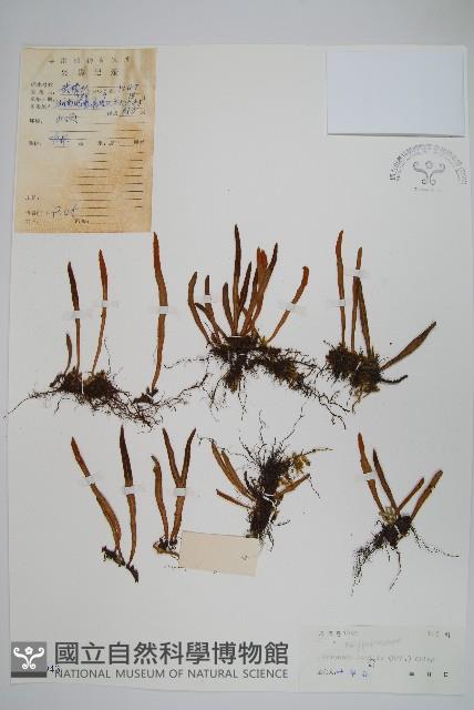 相異石韋藏品圖，第1張