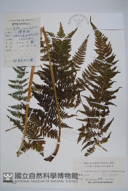 假普通針毛蕨藏品圖，第1張