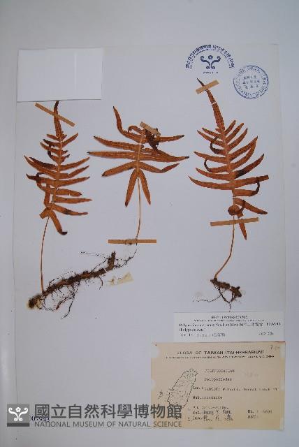 阿里山水龍骨藏品圖，第1張