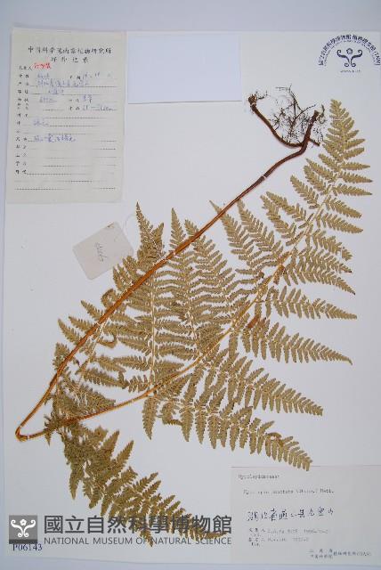 姬蕨藏品圖，第1張