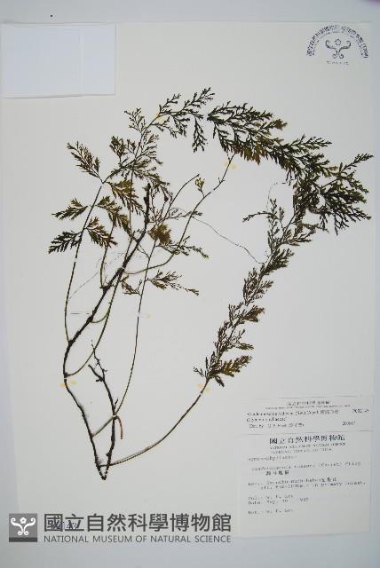 南海瓶蕨藏品圖，第1張