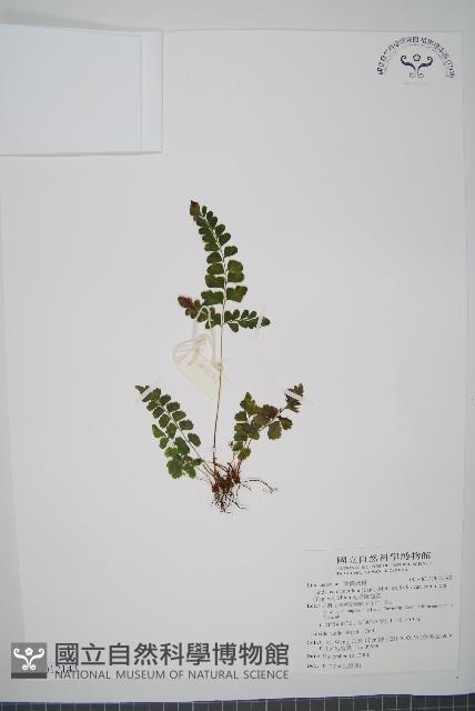 海島陵齒蕨藏品圖，第1張