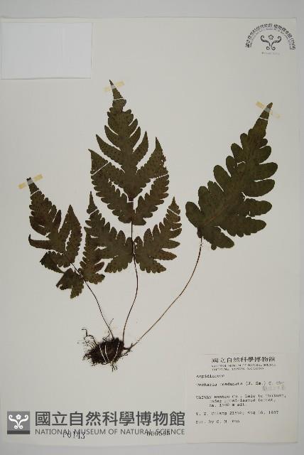 陰地三叉蕨藏品圖，第1張