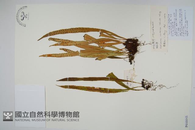 扭瓦葦藏品圖，第1張