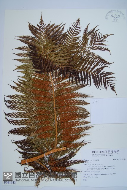 登錄號:P011143藏品圖，第1張