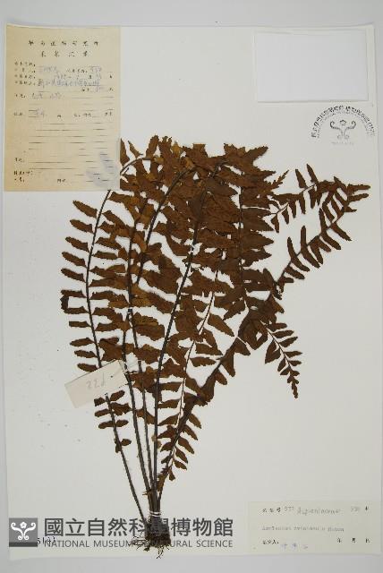 毛軸鐵角蕨藏品圖，第1張