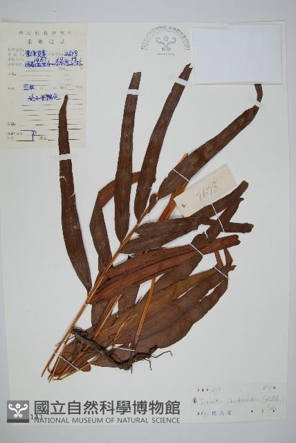 竹葉蕨藏品圖，第1張