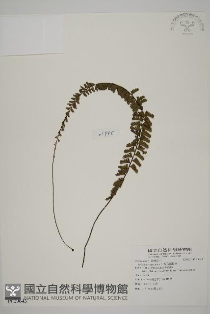 鞭葉鐵線蕨藏品圖，第1張