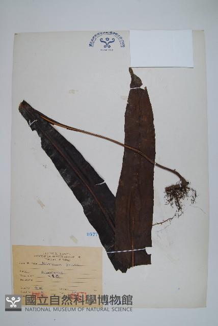 大星蕨藏品圖，第1張