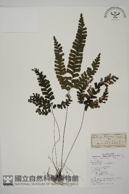 長尾鐵線蕨藏品圖，第1張